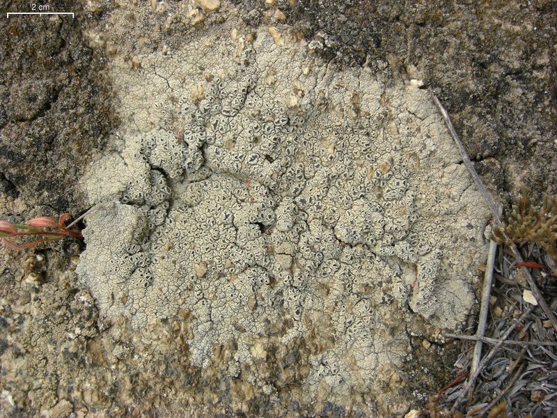 Diploschistes scruposus