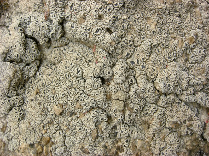 Diploschistes scruposus