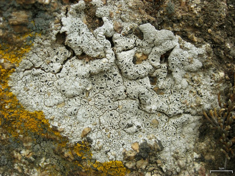 Diploschistes scruposus