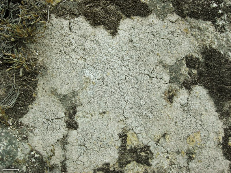 Diploschistes scruposus