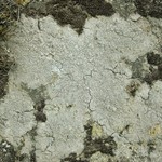 Diploschistes scruposus