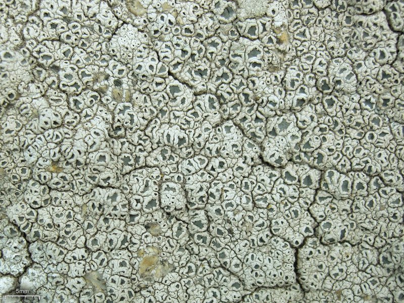 Diploschistes scruposus