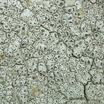 Diploschistes scruposus