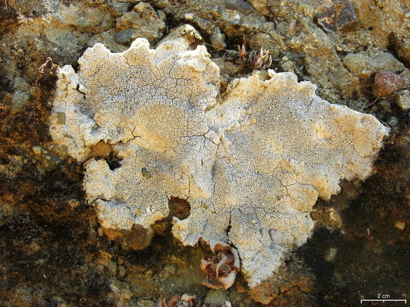 Diploschistes scruposus