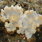 Diploschistes scruposus
