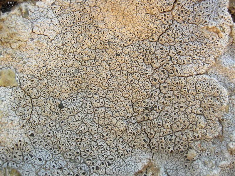 Diploschistes scruposus