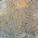 Diploschistes scruposus