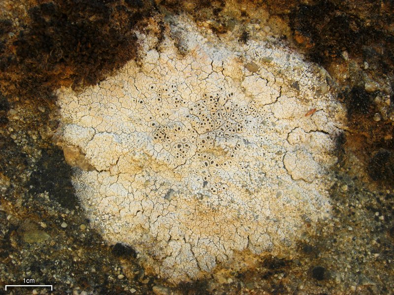Diploschistes scruposus