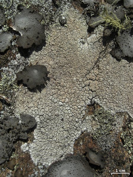 Diploschistes scruposus