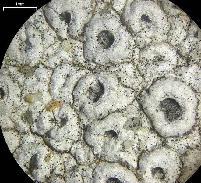 Diploschistes scruposus