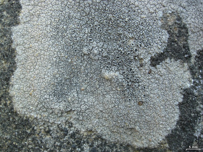 Diploschistes scruposus