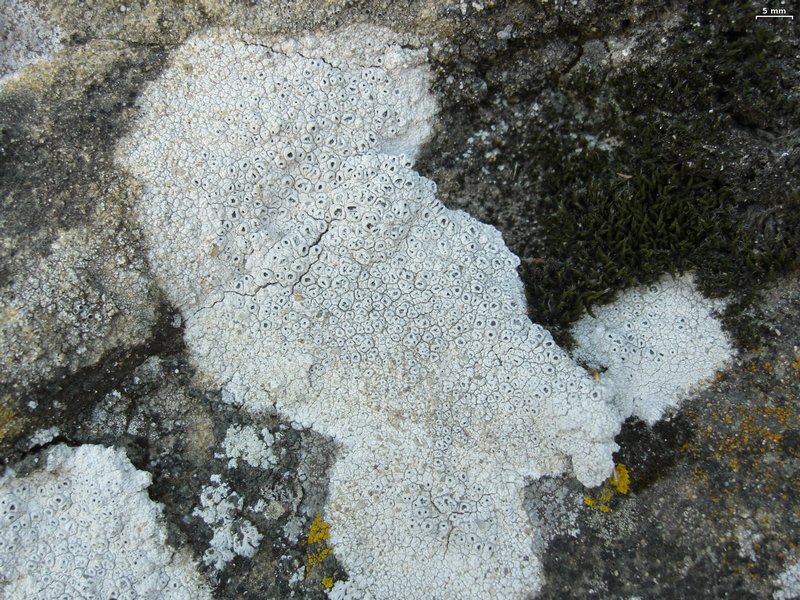 Diploschistes scruposus