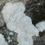 Diploschistes scruposus