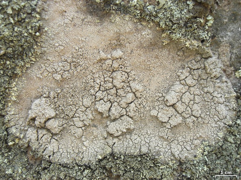 Diploschistes scruposus