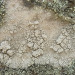 Diploschistes scruposus