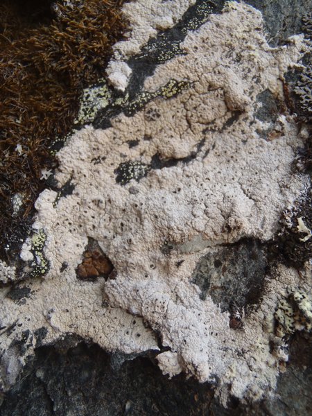 Diploschistes scruposus
