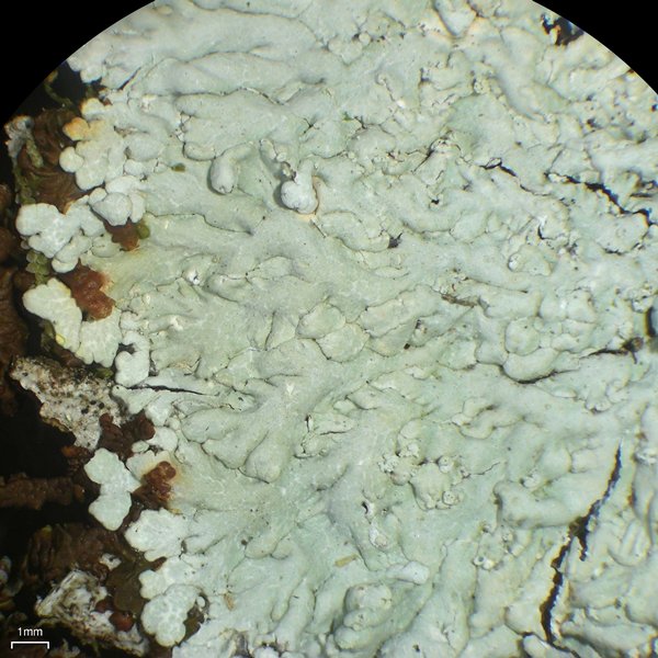 Dirinaria aegialita