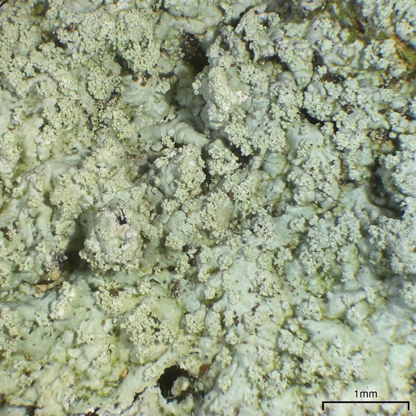Dirinaria aegialita