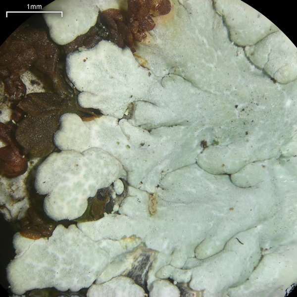 Dirinaria aegialita