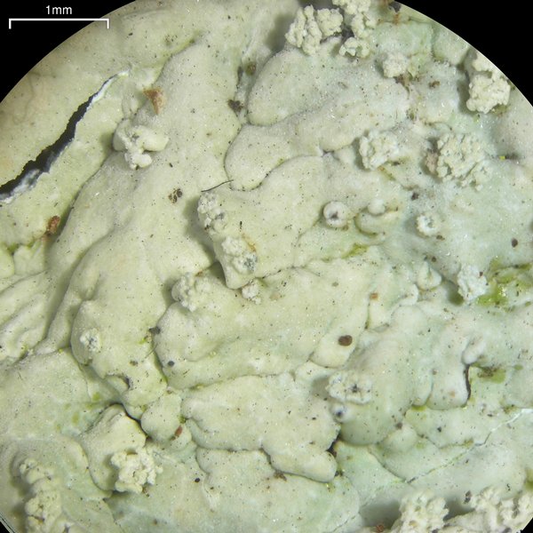Dirinaria aegialita