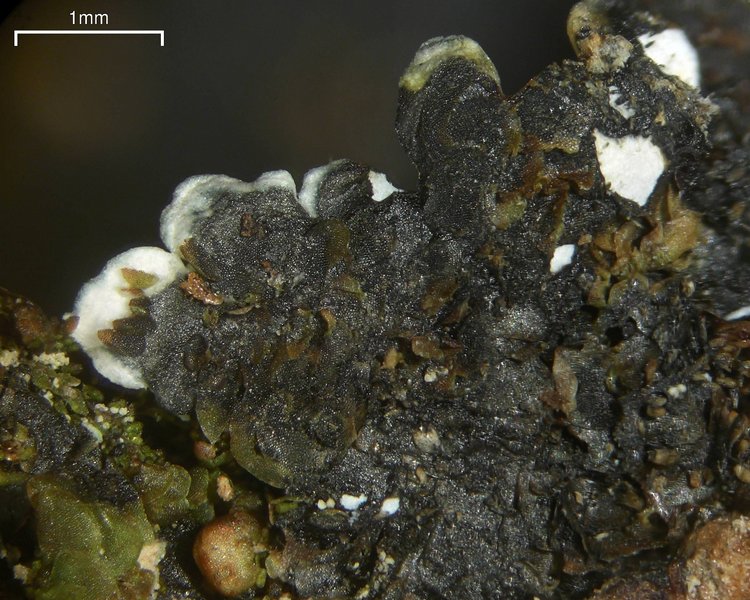 Dirinaria aegialita