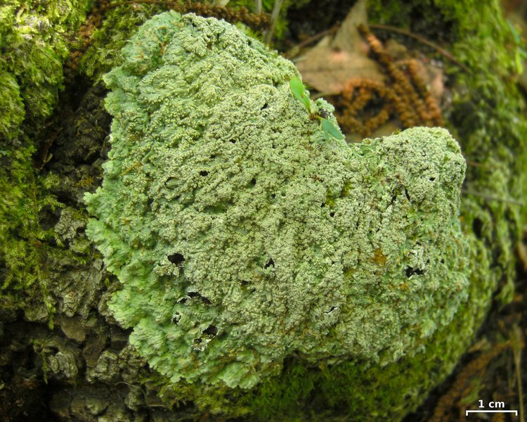 Dirinaria aegialita