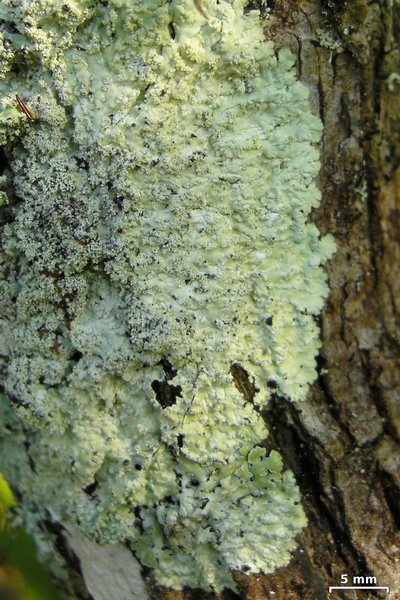 Dirinaria aegialita