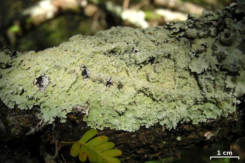 Dirinaria aegialita