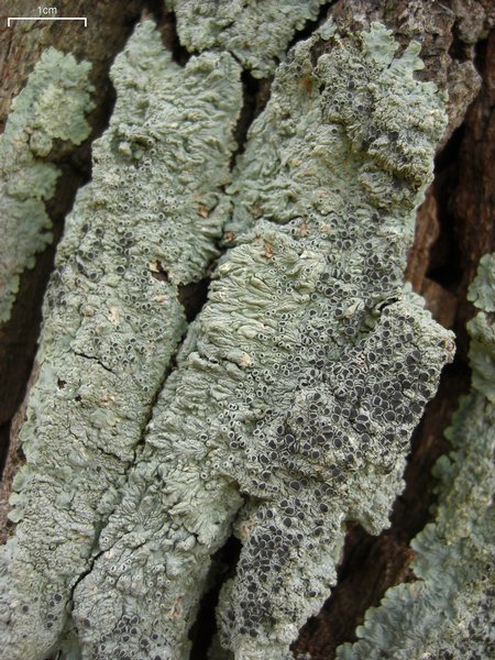 Dirinaria confusa