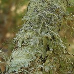 Dirinaria confusa