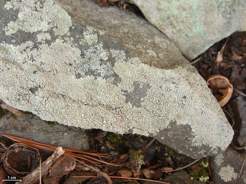 Dirinaria frostii