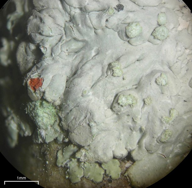 Dirinaria leopoldii