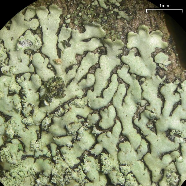 Dirinaria picta