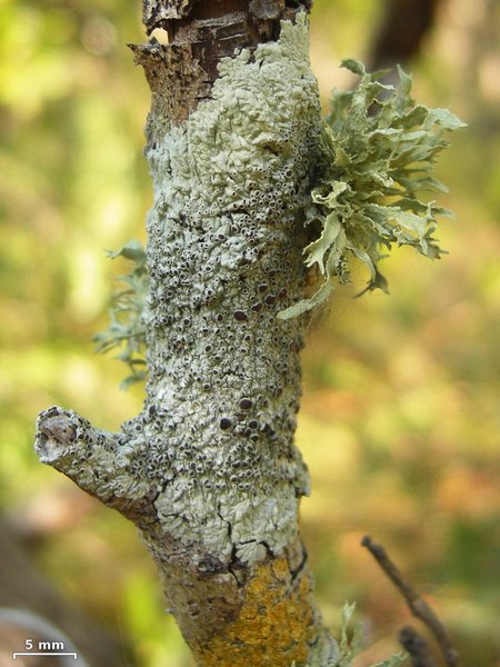 Dirinaria purpurascens