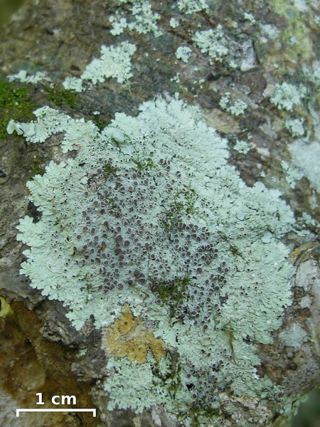 Dirinaria purpurascens