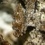 Echinothecium reticulatum