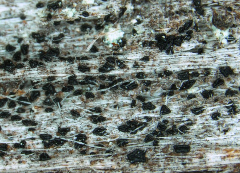 Elixia flexella
