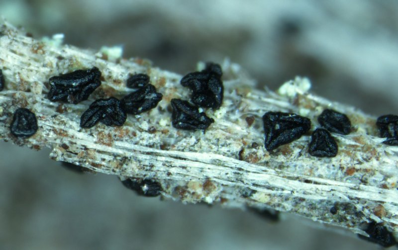 Elixia flexella