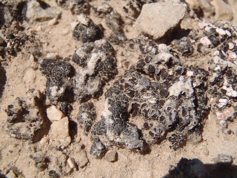 Endocarpon loscosii