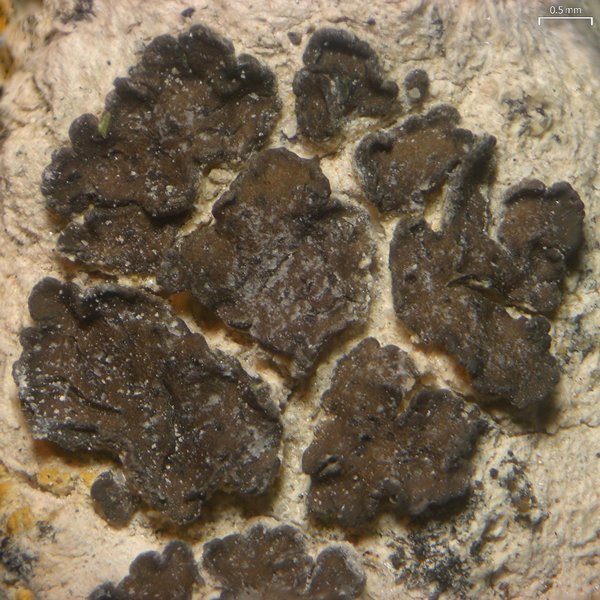 Endocarpon pallidulum