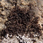 Endocarpon pulvinatum