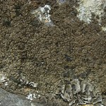 Endocarpon pulvinatum