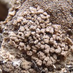 Endocarpon pulvinatum