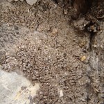 Endocarpon pulvinatum