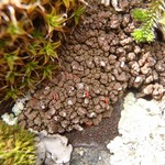 Endocarpon pulvinatum