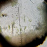 Endocarpon pusillum