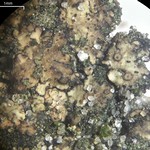 Endocarpon pusillum