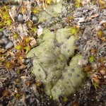 Endocarpon pusillum