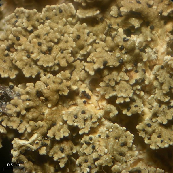 Endococcus nanellus