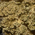Endococcus nanellus